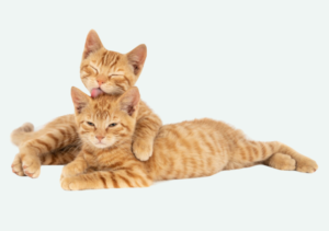 Вакцинация кошек
