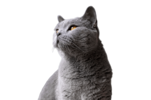 Усыпление кошек и котов