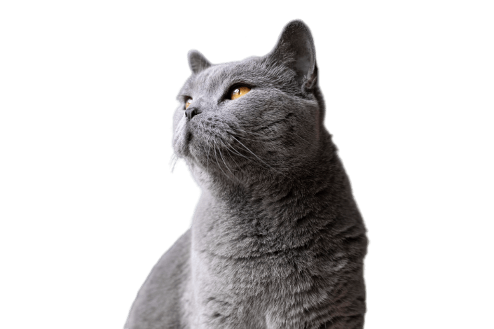 Усыпление кошек и котов