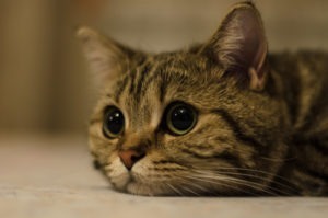 УЗИ кошкам и котам