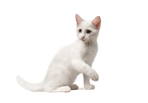 Мастит у кошки