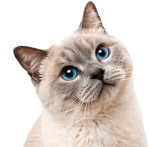 Кошки