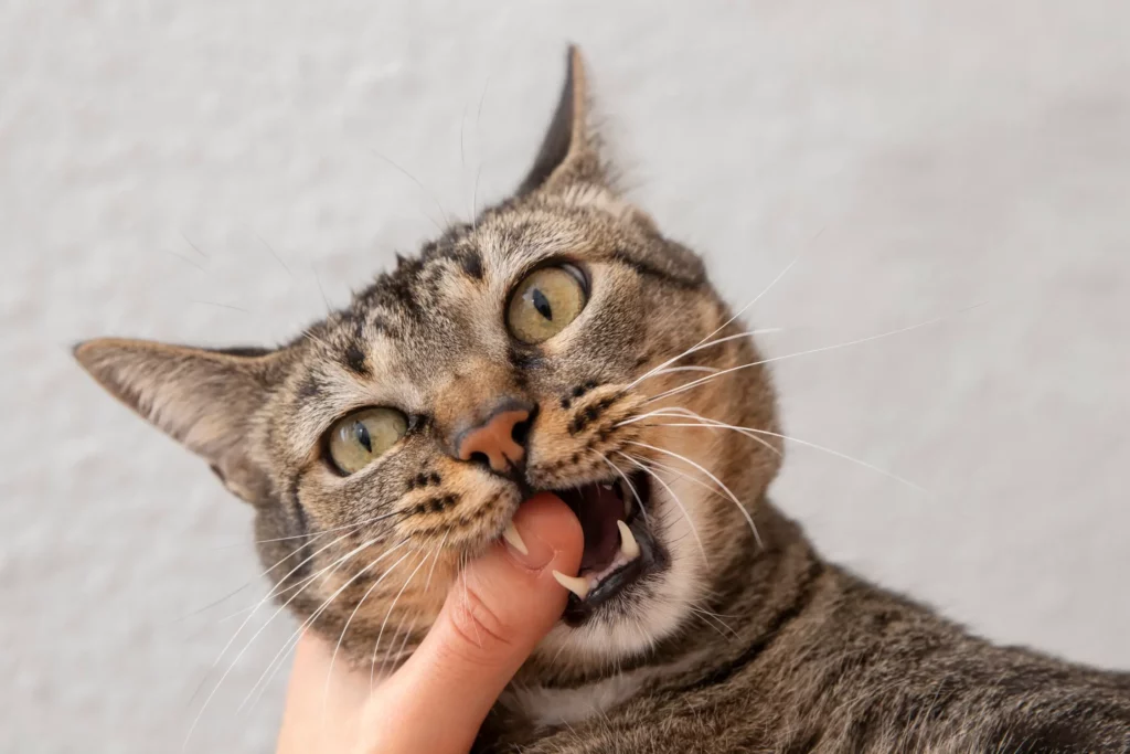 Удаление зубов кошкам и котам