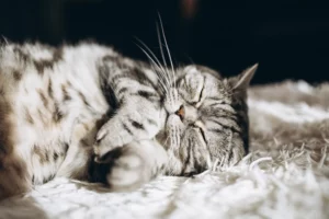 Роды у кошек